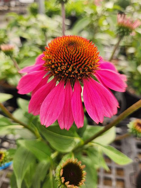 Echinacea ‘Panama Rose’ 🌸💗✨
