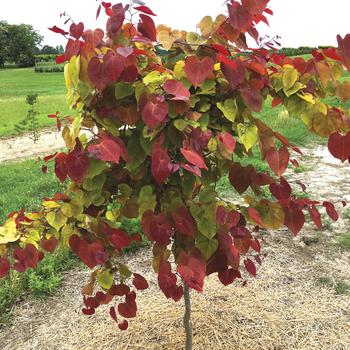 Flame Thrower® Redbud 🔥🌳🍂