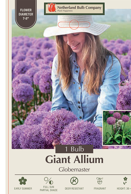 Globemaster Giant Allium 🌎💜
