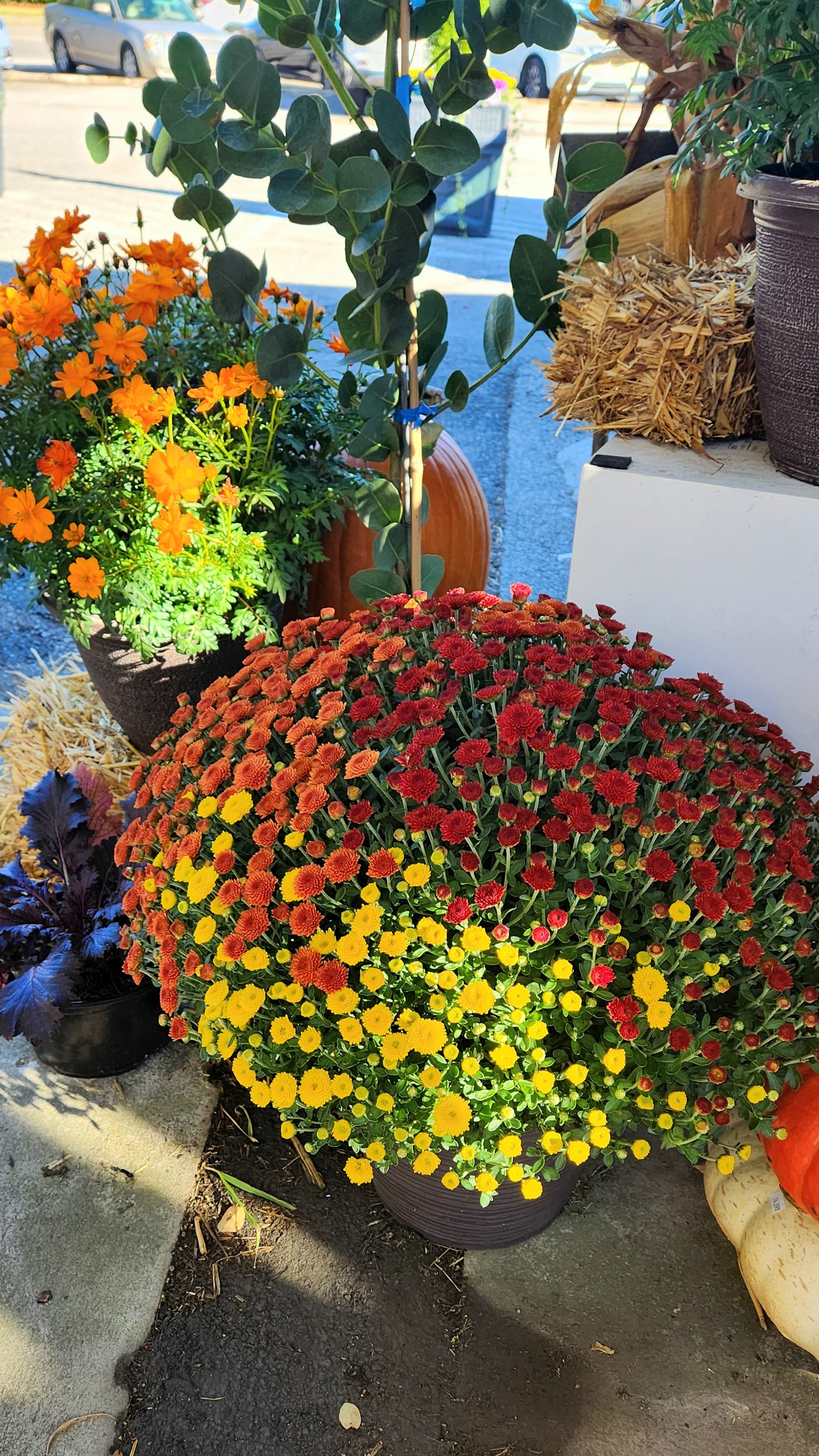 Fall Y’all Tri-Color Mum – All the Fall in One Pot 🍂