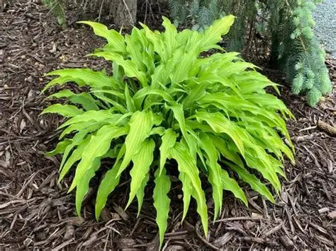 Hosta ‘Curly Fries’ 🍟💛🌿