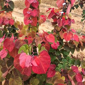 Hearts of Fire™ Redbud ❤️🔥🌳