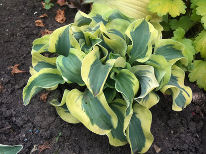 Hosta ‘Mini Skirt’ 💃💚🌿