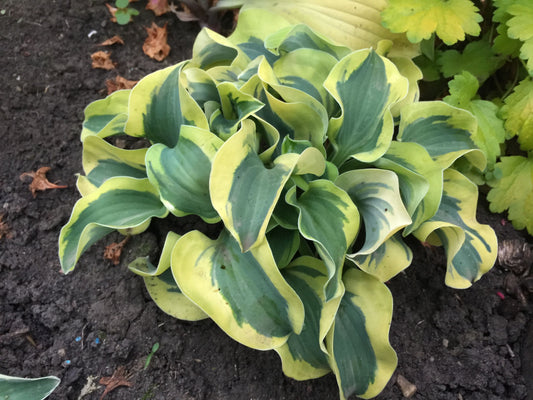 Hosta ‘Mini Skirt’ 💃💚🌿