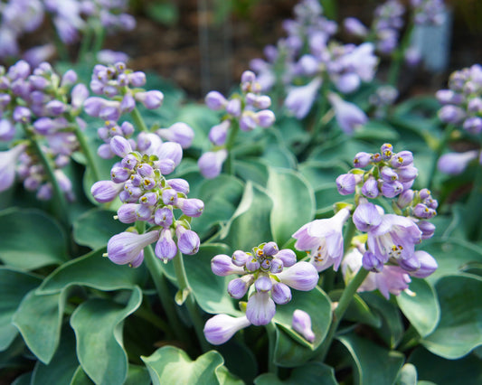 Hosta ‘Blue Mouse Ears’ 🐭💙🌿