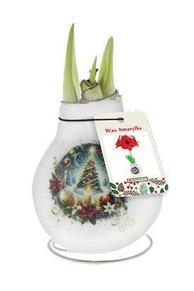 Christmas Tree Amaryllis Bulb 🌺🎄
