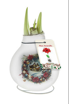 House Amaryllis Bulb 🌺🏡