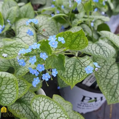 Brunnera ‘Jack of Diamonds’ 💎🌿✨