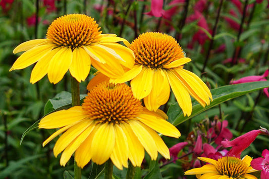 Echinacea Sombrero® ‘Lemon Yellow Imperial’ 🍋💛✨