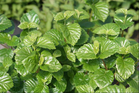 VIBURNUM B. 'ALL THAT GLOWS'  G3 18" PW