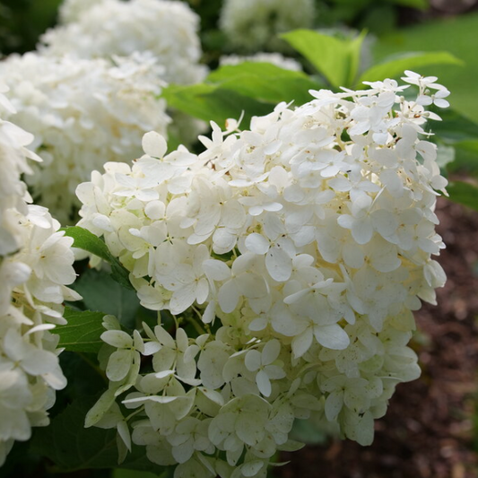 HYDRANGEA P PUFFER FISH™  G1 PW