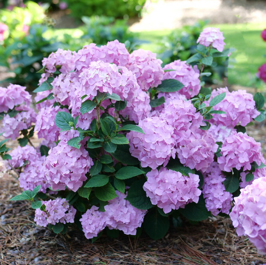 Let's Dance Sky View® Reblooming Hydrangea (Hydrangea macrophylla 'Lets Dance Sky View') - 3 gallon
