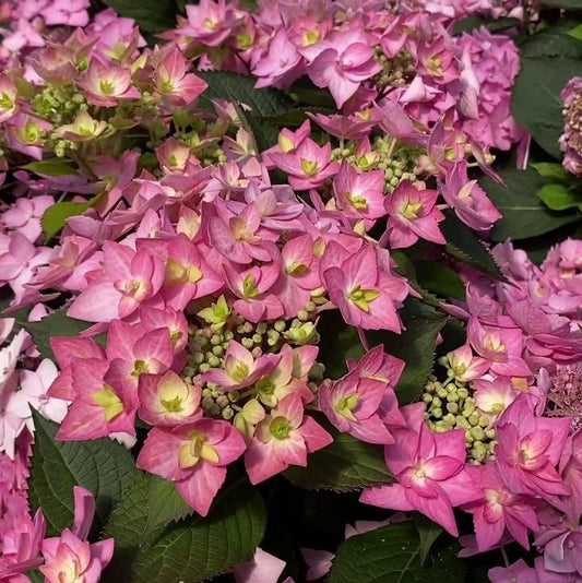 Let's Dance Can Do!® Reblooming hydrangea (Hydrangea macrophylla 'Lets Dance Can Do') - 3 gallon