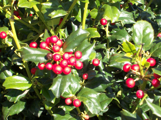 China Girl™ Broadleaf Holly (Ilex x meserveae 'China Girl') - 3 gallon 15"