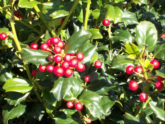 China Dynasty (China Boy/China Girl) Holly (Ilex x mes. 'China Dynasty') - 3 gallon 15"