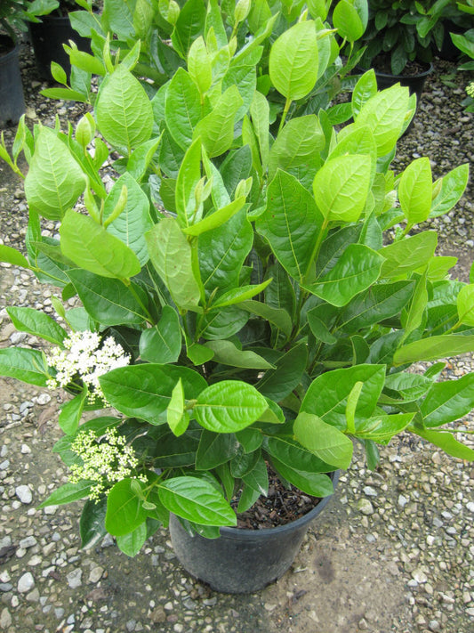 Winterthur Viburnum (Viburnum nudum 'Winterthur') - 2 gallon 10"