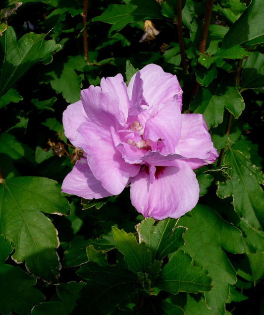 Ardens Rose of Sharon (Hibiscus syriacus 'Ardens') - 3 gallon 18"