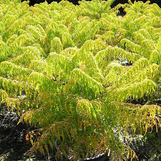 Tiger Eyes® Cutleaf Staghorn Sumac (Rhus typhina 'Bailtiger') - 3 gallon 18"