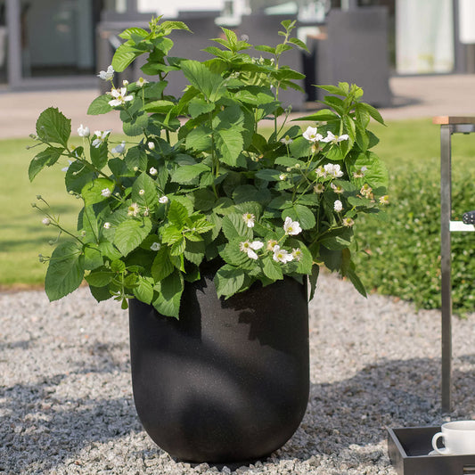 Baby Cakes® Blackberry (Rubus baby 'Cakes') - 1 gallon