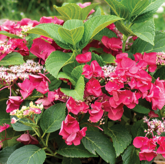 Cherry Explosion™ Hydrangea (Hydrangea macrophylla 'Cherry Explosion') - 3 gallon