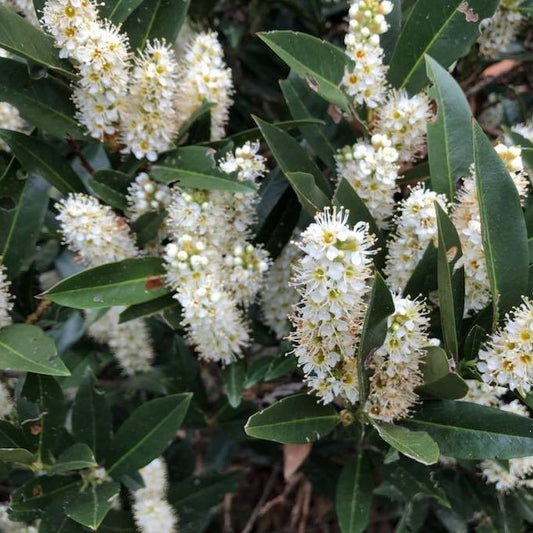 Zimmerman Cherry Laurel (Prunus L 'Zimmerman') - 3 gallon