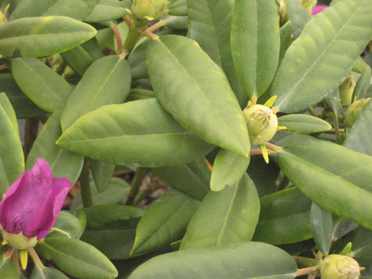 Boursault Rhododendron (Rhododendron catawbiense 'Boursalt') - 3 gallon 15"