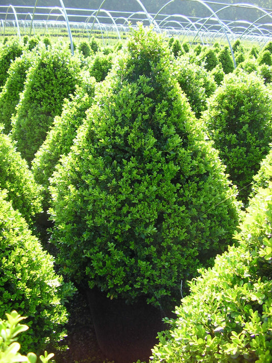 Cranberry Creek Boxwood (Buxus x 'Cranberry Creek') - 3 gallon 18"