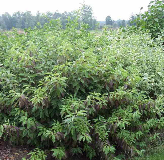 Red Gnome® Siberian Dogwood (Cornus alba 'Regnzam') - 3 gallon 15"