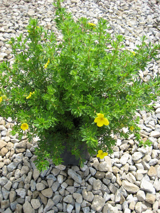 Goldfinger Cinquefoil (Potentilla fruticosa 'Goldfinger') - 3 gallon 12"