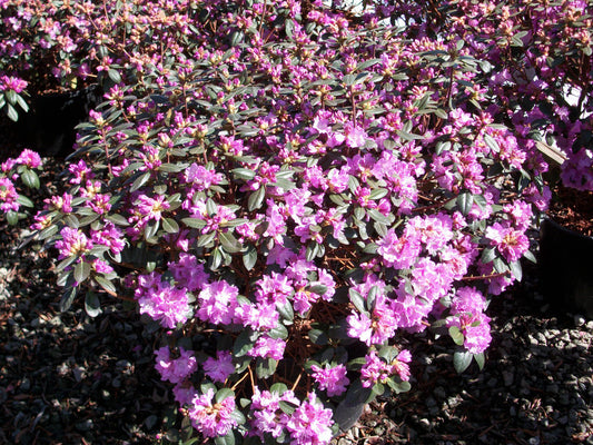 PJM Elite Rhododendron (Rhododendron 'PJM Elite') - 3 gallon 15"