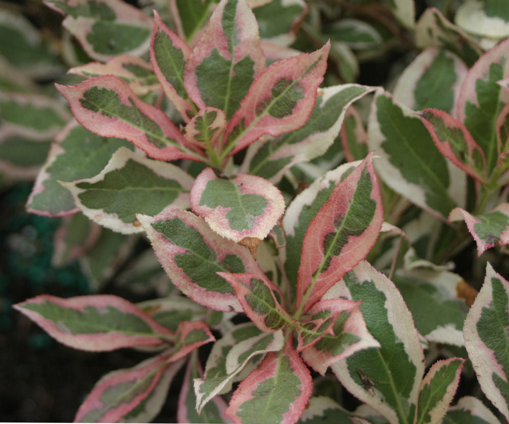My Monet® Weigela (Weigela x 'Verweig') - 2 gallon 10"