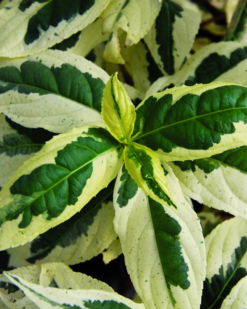 Cool Splash® Dwarf Bush Honeysuckle (Diervilla sessilifolia 'LDPC Podaras') - 3 gallon 12"