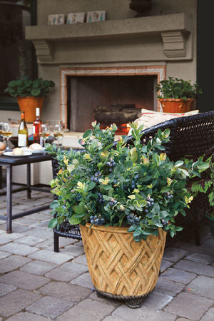 Peach Sorbet® Blueberry (Vaccinium x 'Peach Sorbet') - 1 gallon