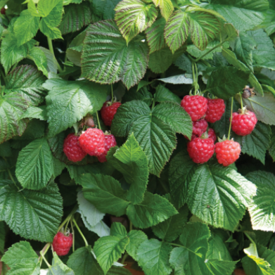Raspberry Shortcake® (Rubus idaeus 'Raspberry Shortcake&trade;') - 2 gallon