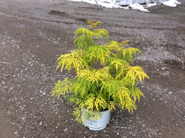 Lemony Lace® Elderberry (Sambucus lemony 'Lace') - 3 gallon 15"