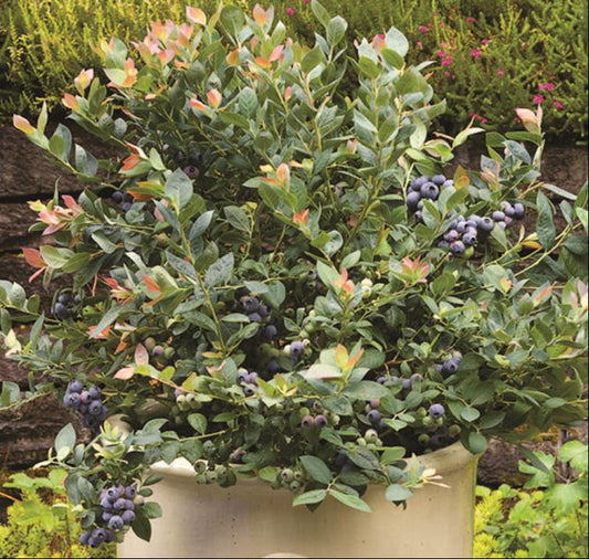 Pink Icing® Blueberry (Vaccinium 'Pink Icing') - 1 gallon