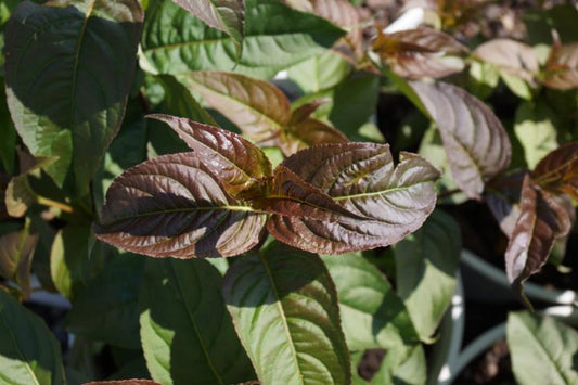 Kodiak® Black Diervilla (Diervilla sessilifolia 'Kodiak Black') - 3 gallon 12"