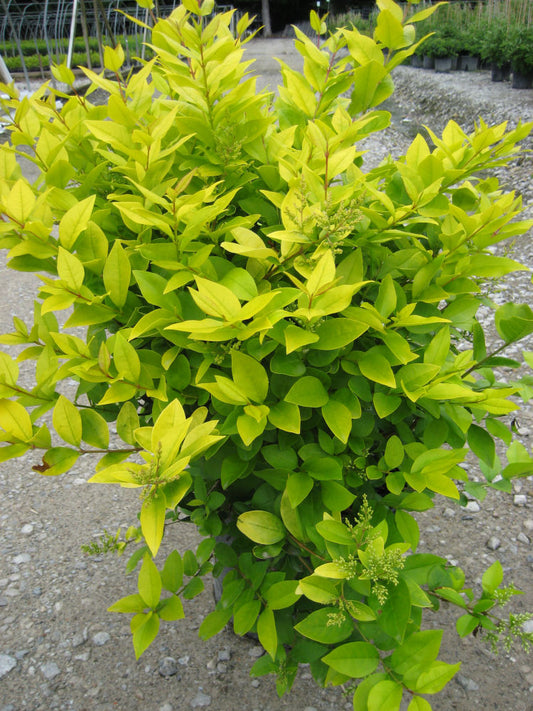 Golden Vicary Privet (Ligustrum x vicary 'Vicaryi') - 1 gallon 6"