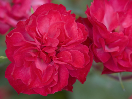 Mystic Fairy® Rose (Rosa E.E 'Mystic Fairy') - 2 gallon