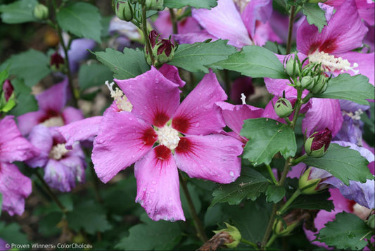 Purple Satin Rose of Sharon (Hibiscus syriacus 'Purple Satin') - 3 gallon 18"