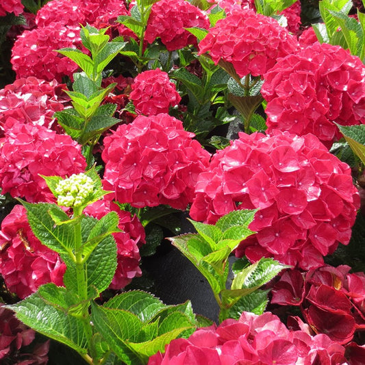 Magical® Ruby Red Hydrangea (Hydrangea macrophylla ‘Ruby Red’ (Kolmaru)') - 2 gallon