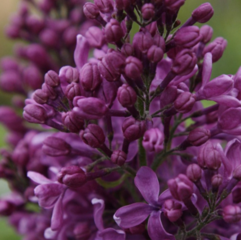 Purple Glory Lilac (Syringa x 'Purple Glory') - 3 gallon 15"