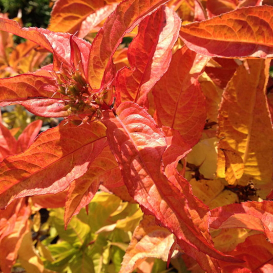 Kodiak® Orange Honeysuckle (Diervilla sessilifolia 'Kodiak Orange') - 3 gallon 15"