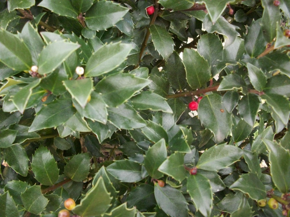 Blue Maid™ Meserve Holly (Ilex x meserveae 'Blue Maid') - 3 gallon 15"