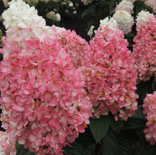 Magical® Ruby Snow Hydrangea  (Hydrangea 'P Ruby Snow') - 3 gallon