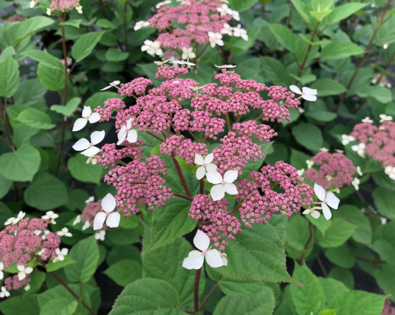 Invincibelle Lace® Smooth hydrangea (Hydrangea arborescens 'Invincibelle Lace') - 3 gallon