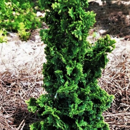 Primo™ Arborvitae (Thuja occidentalis 'Primo') - 3 gallon