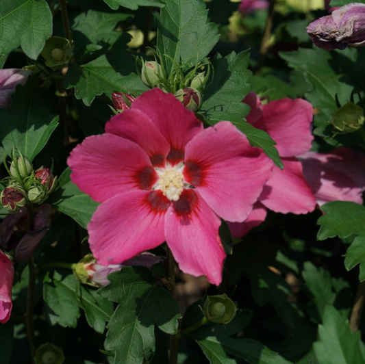 Paraplu Rouge® Rose of Sharon (Hibiscus paraplu 'Rouge') - 3 gallon 18"