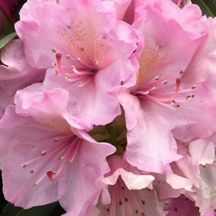 Holden’s™ Pink Rhododendron (Rhododendron 'Holdens Pink') - 3 gallon 15"