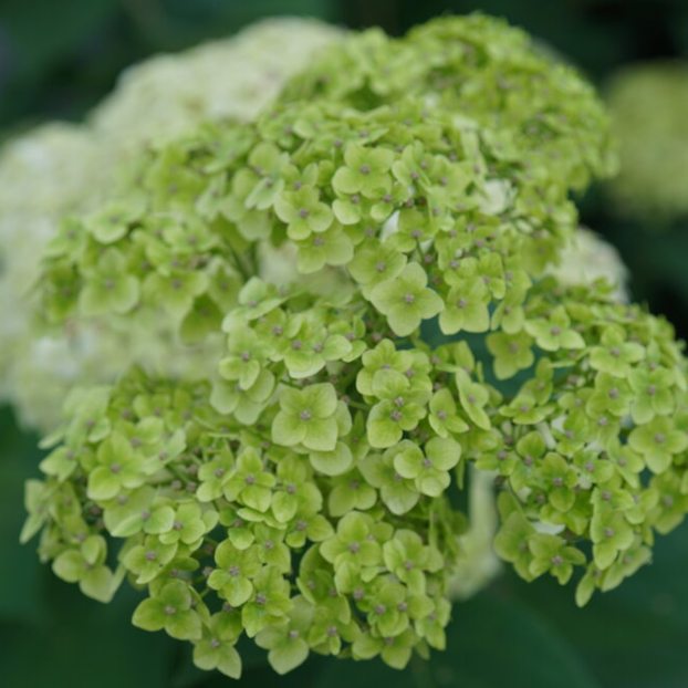 Invincibelle Sublime™ Smooth hydrangea (Hydrangea arborescens 'Invincble Sublime') - 3 gallon